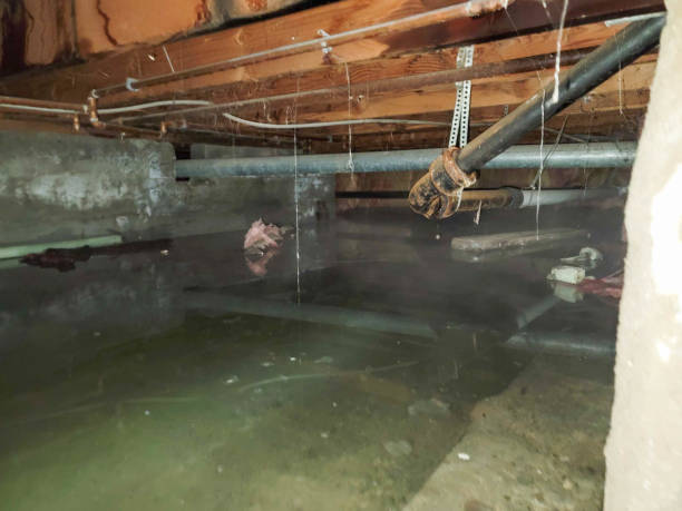 Best Flooded house restoration  in Kingwood, WV