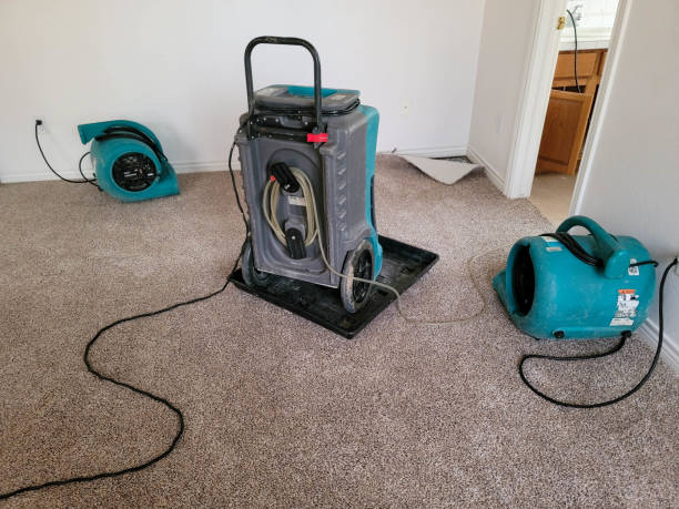 Best Professional water damage repair  in Kingwood, WV
