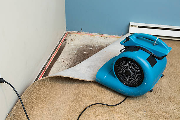 Best Basement water damage restoration  in Kingwood, WV